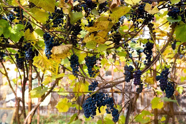 Rote Schwarze Trauben Izabella Trauben Wachsen Weinbergen Mit Verschwommenem Hintergrund — Stockfoto