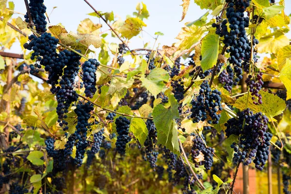 Grappoli Neri Rossi Uva Izabella Che Cresce Vigna Con Sfondo — Foto Stock