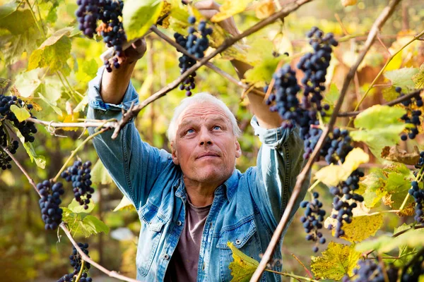 Grape harvest in the vineyard. A man removes clusters of black Isabella grapes from a vine.