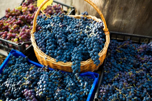 Üzüm bağında üzüm hasadı. Kutularda toplanmış kırmızı ve siyah Pinot Noir üzümü kümeleri şarap üretimine hazır..