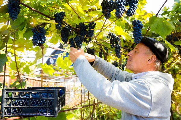 Grape harvest in the vineyard. A man removes clusters of black Isabella grapes from a vine.