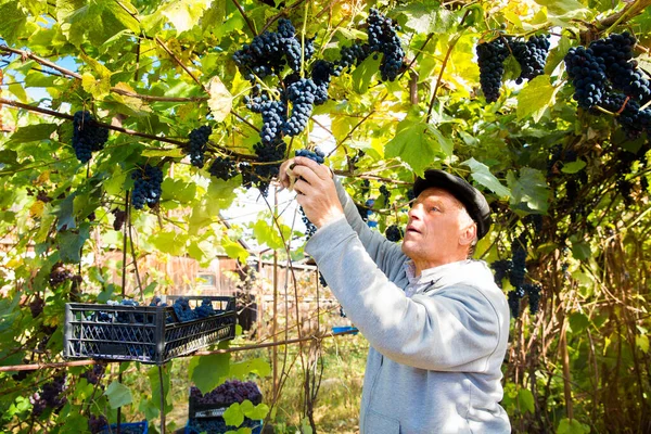 Vendemmia Vigna Uomo Rimuove Grappoli Uva Isabella Nera Una Vite — Foto Stock