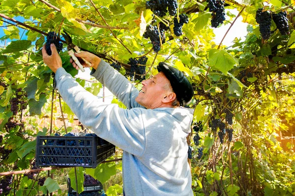 Grape harvest in the vineyard. A man removes clusters of black Isabella grapes from a vine.