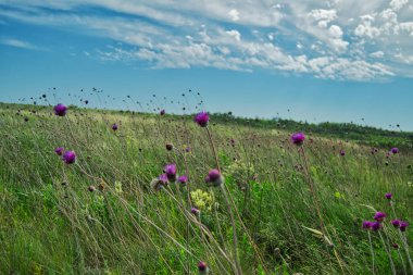 Tarlada ağaçlar olan manzara