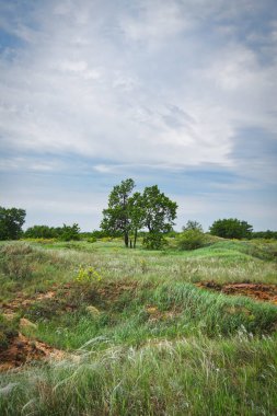 Tarlada ağaçlar olan manzara