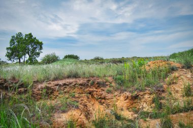 Tarlada ağaçlar olan manzara