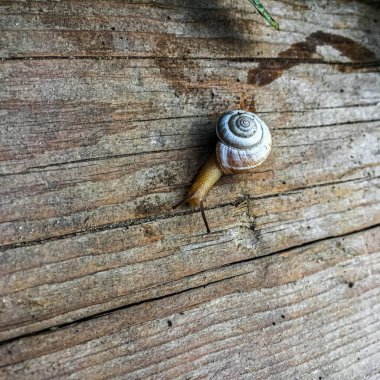 Tahta bir arka planda salyangoz