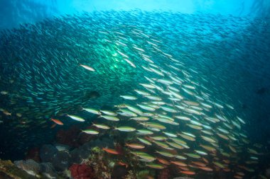 Bir sürü renkli balıkla temiz mavi sualtı yaşamı.