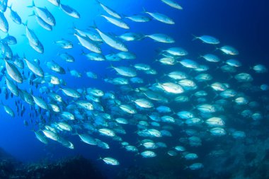 Bir sürü renkli balıkla temiz mavi sualtı yaşamı.