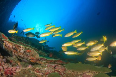 Bir sürü renkli balıkla temiz mavi sualtı yaşamı.