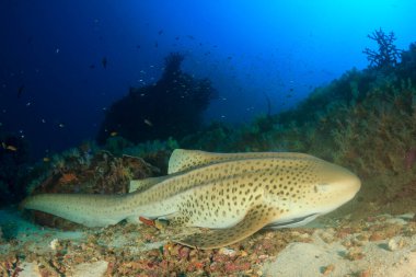 Bir sürü renkli balıkla temiz mavi sualtı yaşamı.