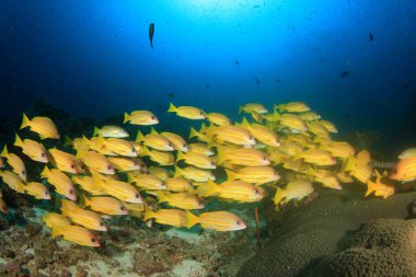 Bir sürü renkli balıkla temiz mavi sualtı yaşamı.