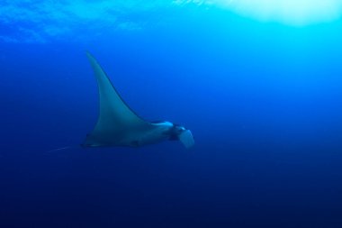 Temiz mavi deniz suyunda Stingray