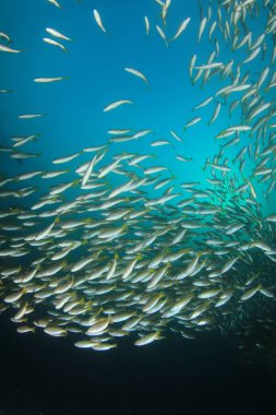 Bir sürü renkli balıkla temiz mavi sualtı yaşamı.