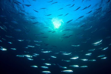 Bir sürü renkli balıkla temiz mavi sualtı yaşamı.