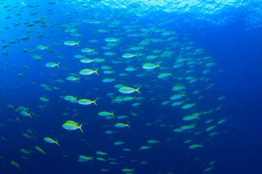 Bir sürü renkli balıkla temiz mavi sualtı yaşamı.