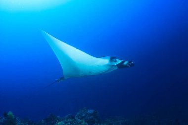 Temiz mavi deniz suyunda Stingray