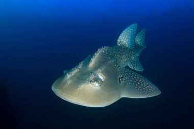 Egzotik balıklarla temiz mavi denizaltı yaşamı