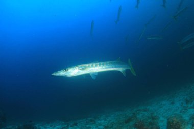 Bir sürü renkli balıkla temiz mavi sualtı yaşamı.