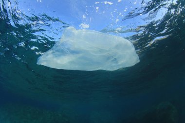 Temiz mavi deniz suyunda denizanası
