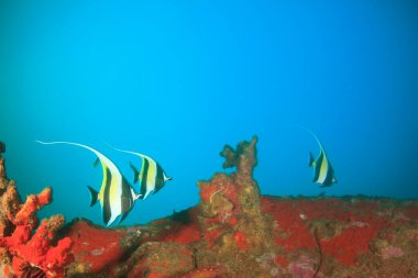 Bir sürü renkli balıkla temiz mavi sualtı yaşamı.