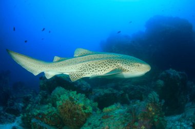 Egzotik balıklarla temiz mavi denizaltı yaşamı