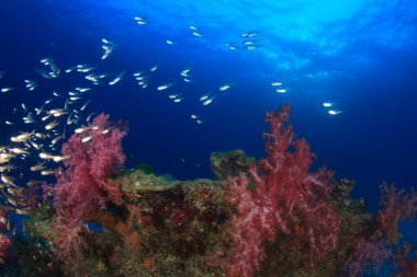 Bir sürü renkli balıkla temiz mavi sualtı yaşamı.