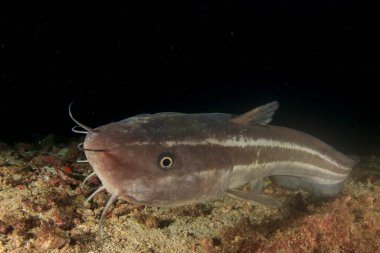 Egzotik balıklarla temiz mavi denizaltı yaşamı