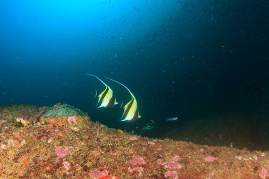 Bir sürü renkli balıkla temiz mavi sualtı yaşamı.