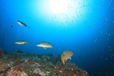 Bir sürü renkli balıkla temiz mavi sualtı yaşamı.