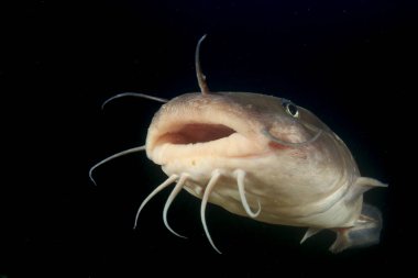 Egzotik balıklarla temiz mavi denizaltı yaşamı