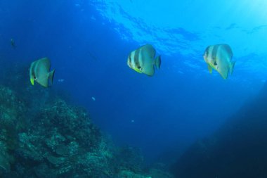 Bir sürü renkli balıkla temiz mavi sualtı yaşamı.