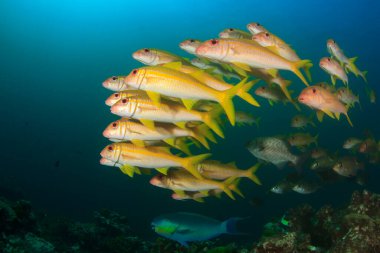 Bir sürü renkli balıkla temiz mavi sualtı yaşamı.