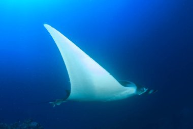 Temiz mavi deniz suyunda Stingray