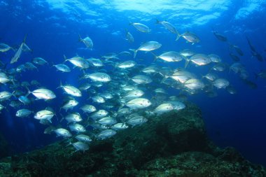 Bir sürü renkli balıkla temiz mavi sualtı yaşamı.