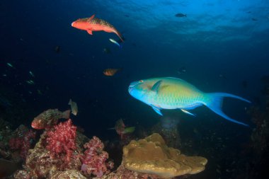 Bir sürü renkli balıkla temiz mavi sualtı yaşamı.