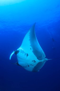 Temiz mavi deniz suyunda Stingray