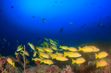 Bir sürü renkli balıkla temiz mavi sualtı yaşamı.