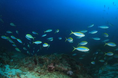 Bir sürü renkli balıkla temiz mavi sualtı yaşamı.