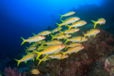 Bir sürü renkli balıkla temiz mavi sualtı yaşamı.