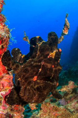 Bir sürü renkli balıkla temiz mavi sualtı yaşamı.