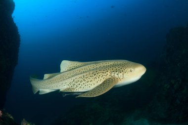 Egzotik balıklarla temiz mavi denizaltı yaşamı