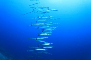 Bir sürü renkli balıkla temiz mavi sualtı yaşamı.