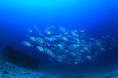 Bir sürü renkli balıkla temiz mavi sualtı yaşamı.