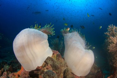 Bir sürü renkli balıkla temiz mavi sualtı yaşamı.