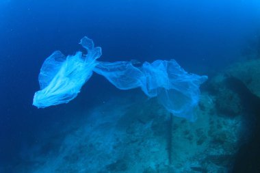 Temiz mavi deniz suyunda denizanası