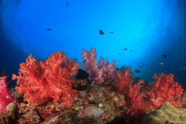 Bir sürü renkli balıkla temiz mavi sualtı yaşamı.