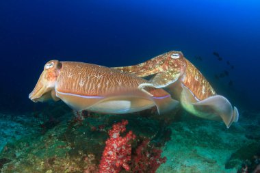 Güzel su altı deniz yaşamı
