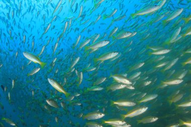 Bir sürü renkli balıkla temiz mavi sualtı yaşamı.