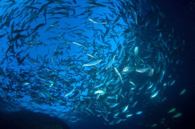 Bir sürü renkli balıkla temiz mavi sualtı yaşamı.